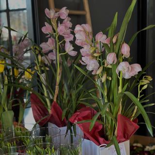 Orhidee Cymbidium in ghiveci