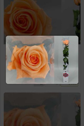 Rosa Eterna Naranja 