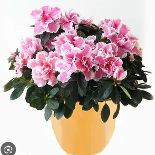 Azalea