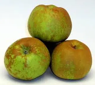 Manzana Reineta Kg.