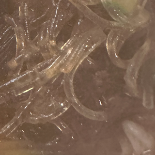 Gnocchi riso con manzo 