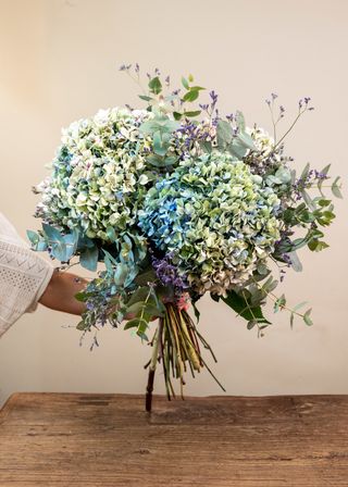 Hortensias Gallegas