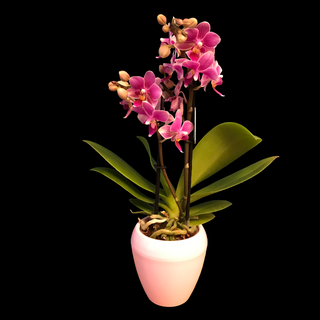 Orquídea mini colores