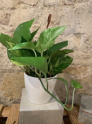 Pothos Mediano