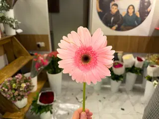 გერბერა