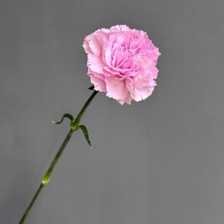 Діантус рожевий, 1 шт