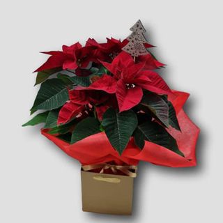 Flor De Pascua Dorada