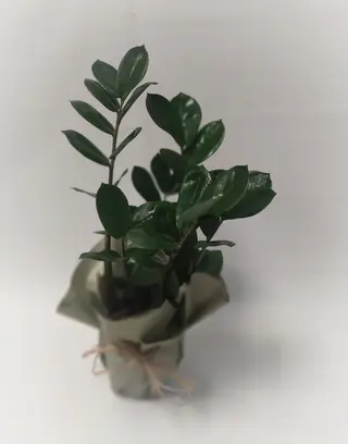 Zamioculcas