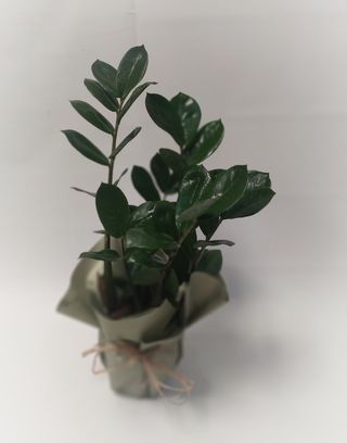 Zamioculcas