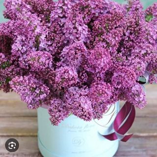 იასამნების ყუთის კომპოზიცია