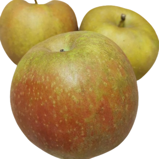 Jabłka Szara Reneta 1 kg