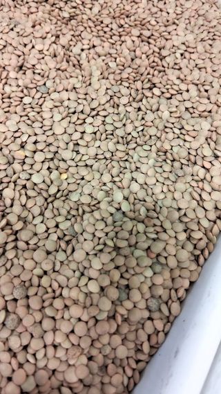 Lenticchie chiare 500 g
