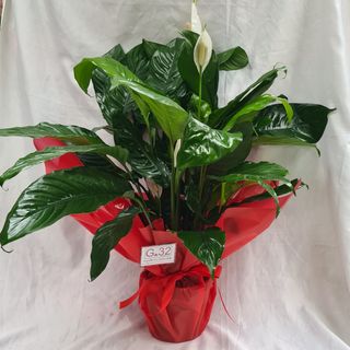 Spathifilium vaso 20