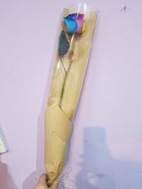 ფერადი ჰოლანდიური ვარდი