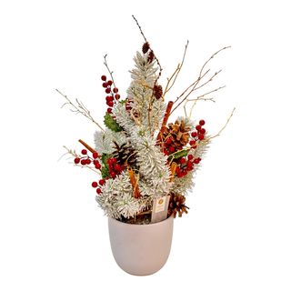 Brad cu rădăcina inzapezit cu bobițe roșii