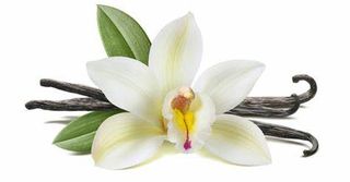 Milkshake de vainilla