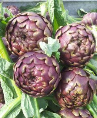 Carciofi mammarelle - 1 pezzo