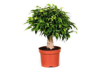 Фикус, Кинки