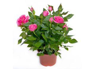 Роза, розова