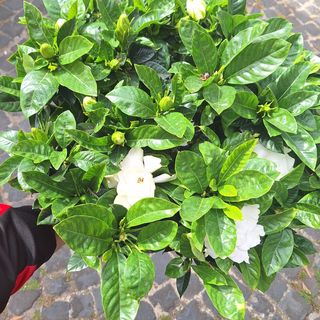 Pianta di gardenia