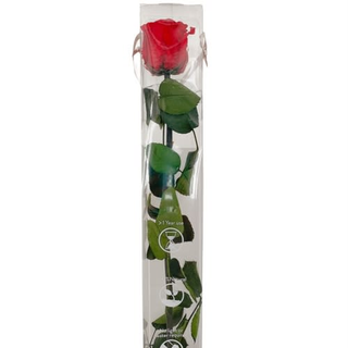 Rosa Eterna Roja