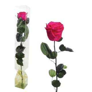 Rosa Eterna Fucsia Tallo Largo