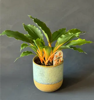 Chlorophytum w doniczce ceramicznej