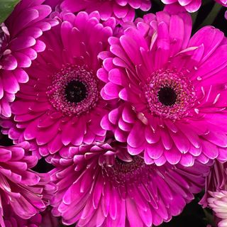 Gerbera