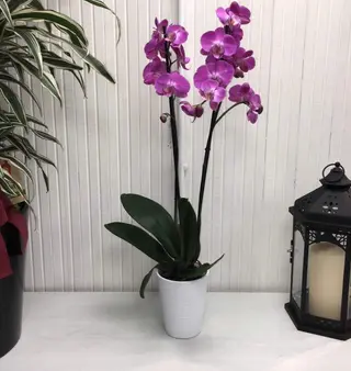 Pianta di orchidea phalaenopsis colore casuale (tra cui il bianco)