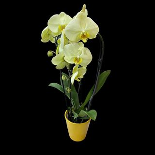 Orhidee Galbena cu vas cermic