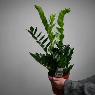 3аміокулькас 75см
