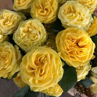 Rosa gialla singola 