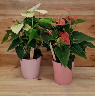 Anthurium Con Maceta Color Sorpresa