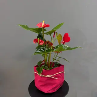 Anthurium con bolsa 