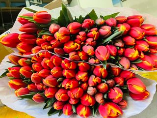 mazzo di tulipani bicolore  (fiori Dall'Olanda )