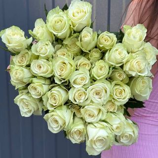 Троянда Атена 60см