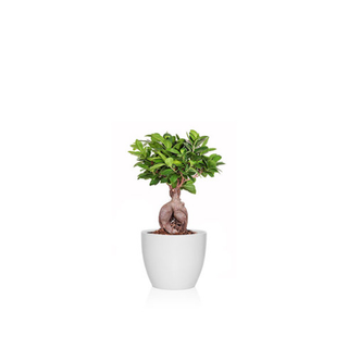 Ficus Ginseng Mediano (Ficus Bonsái)