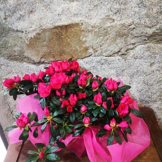 Planta Azalea fucsia