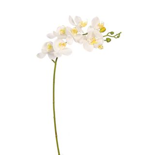 Orquídea