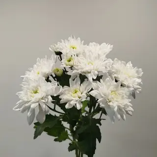 Хризантема (повна)