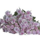 იასამნისფერი ჯუჯა ვარდები 5 ტოტი