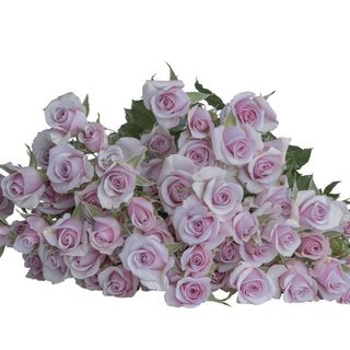 იასამნისფერი ჯუჯა ვარდები 5 ტოტი