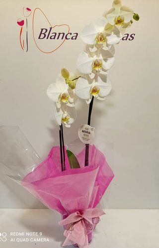 Orquídea (Color aleatorio con macetero)