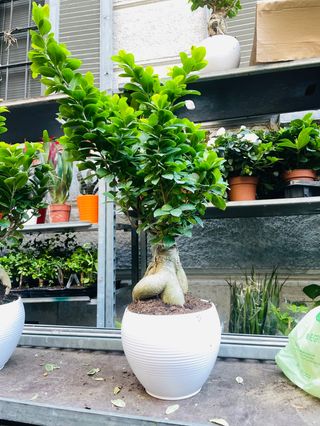 ficus   ginseng bonsai