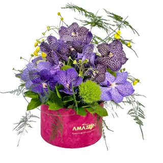 Cutie cu Orhidee Vanda