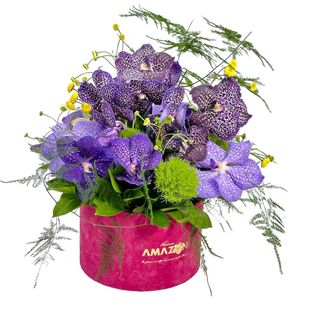 Cutie cu Orhidee Vanda