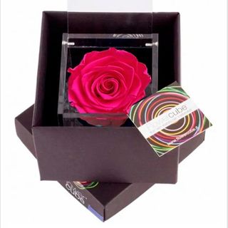 Rosa perfumada mediana fucsia.