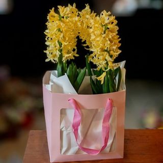 Zambile in punga de cadou