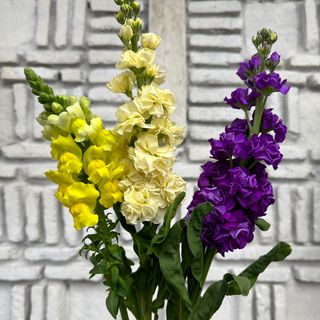 შოპაი ფერადი ( 3 ცალი )