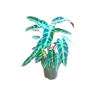 Vaso Alocasia Amazónica | Orelha de Elefante